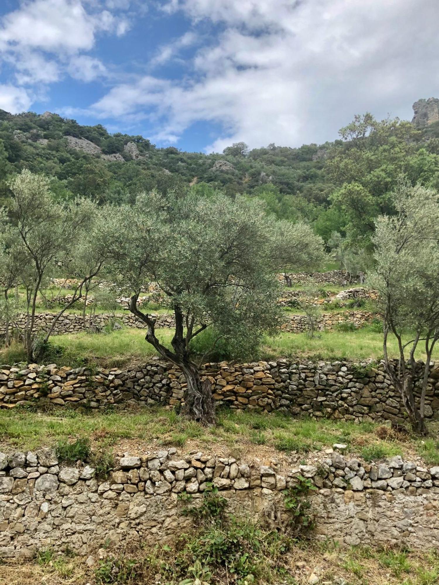 Charmante Maison A Saint Guilhem Le Desert エクステリア 写真